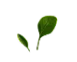 Herbs